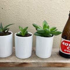 多肉植物セットの画像