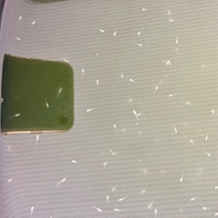（商談中）メダカの子　針子