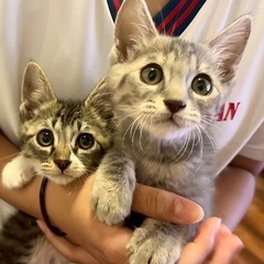 ２匹一緒に飼って下さる方☆メス　２ヶ月