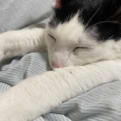 里親募集してます