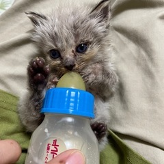 野良の迷い子猫