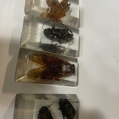 昆虫標本セット