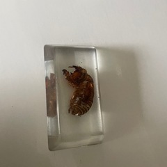 昆虫標本セットの画像