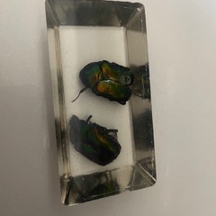 昆虫標本セットの画像