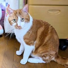 ★譲渡会あります★　事故で大腿骨6ヶ所骨折、助けを求めて