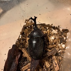 カブトムシ　新成虫