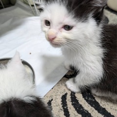 ③三兄妹　白黒♀