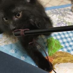 決まりました　黒子猫②兄弟猫
