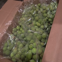 無農薬 青梅
