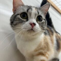 人懐こくて甘えん坊です