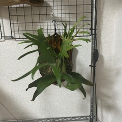 ビカクシダ