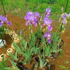 ②★★ジャーマンアイリス（成長株／ポリポット植え）／耐寒性宿根草...