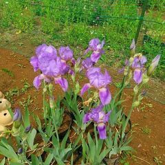 ②★★ジャーマンアイリス（成長株／ポリポット植え）／耐寒性宿根草／たくさん有ります★★の画像