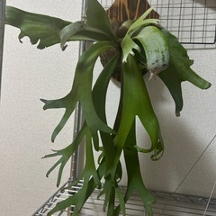 ビカクシダ②！！
今週まで！！の画像