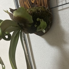 ビカクシダ②！！
今週まで！！の画像
