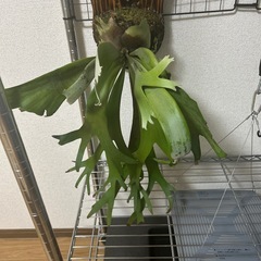 ビカクシダ②