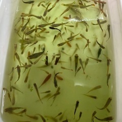 グッピー などの熱帯魚お譲りします