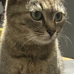 丸顔のキジトラ　野良猫ちゃん　交渉中