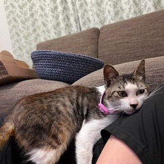 飼い猫が逃げました😢 - 手伝って/助けて