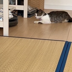 飼い猫が逃げました😢 - 久留米市