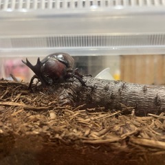 カブトムシの交換をしていただける方いませんか？