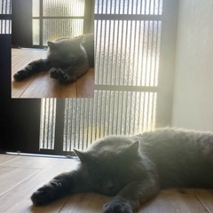 マンチカン 2歳の女の子