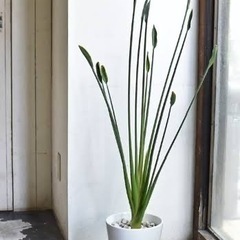観葉植物　ストレリチア ユンケア Strelitzea juncea ×2株植え　ノンリーフ ※鉢と一緒に引取り希望の画像
