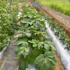無農薬野菜