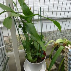 孔雀覇王樹・くじゃくさぼてん　差し上げます