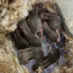 ゴールデンハムスター里親募集