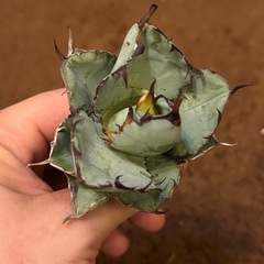 アガベBBブラックアンドブルー①