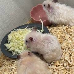 キンクマハムスター🐹🐹