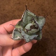 アガベBBブラックアンドブルー③