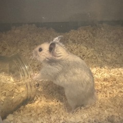 モカちゃんハムスター