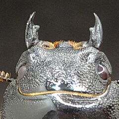 アマミヒラタクワガタレッドアイ　赤眼赤目♂♀ペア6-①の画像