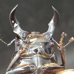アマミヒラタクワガタレッドアイ　赤眼赤目♂♀ペア6-①の画像