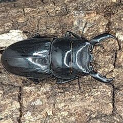 アマミヒラタクワガタレッドアイ　赤眼赤目♂♀ペア6-①