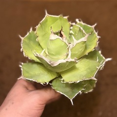 アガベチタノタ金鯨