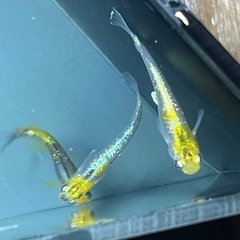 問い合わせ中　1部取り引き決まりました！　
蒼彗煌　メダカ　サバ...