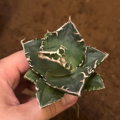 アガベSAD南アフリカダイヤモンド①