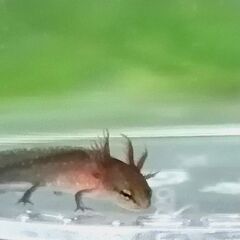 自家繁殖アカハライモリの赤ちゃん