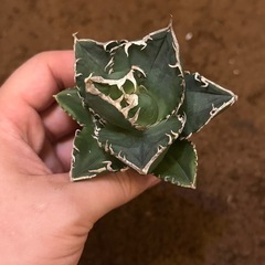 アガベSAD南アフリカダイヤモンド②