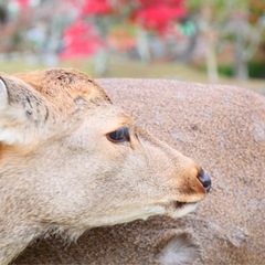 大阪引っ越ししてきまして知り合い募集です、カメラやアニメ、映像系...