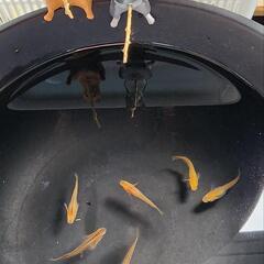 華薊赤黒錦普通体型の画像