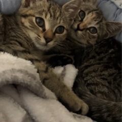 愛くるしいリザちゃん − 東京都