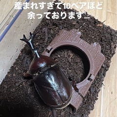 カブトムシ　自家産　1ペア