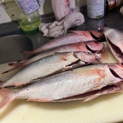 グルクン釣り