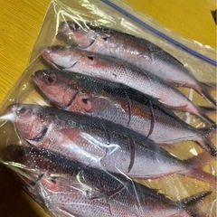 グルクン釣り − 沖縄県