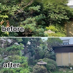 群馬、埼玉、東京　剪定〜　プロにお任せ下さい‼️