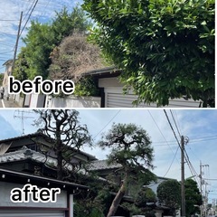 群馬、埼玉、東京　剪定〜　プロにお任せ下さい‼️ - 高崎市
